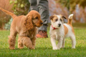 Kako sprijateljiti dva psa - gdje početi? Kako sprijateljiti dva psa - gdje početi?